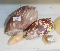 Lot 372