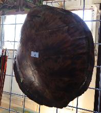 Lot 6