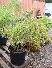 Lot 50