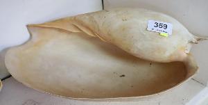 Lot 359