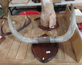 Lot 659