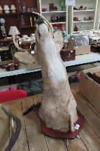 Lot 660