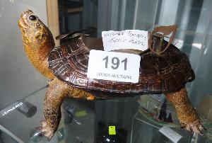 Lot 191