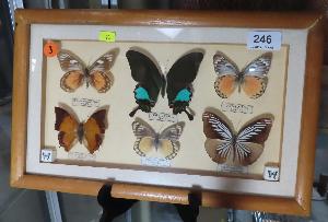 Lot 246