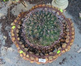Lot 543