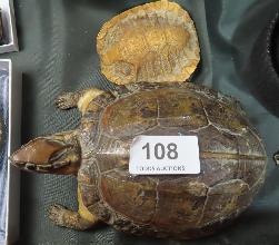 Lot 108
