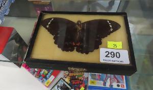 Lot 290