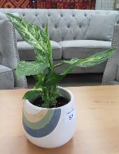 Lot 57