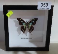 Lot 350