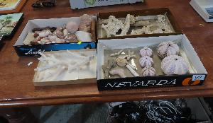 Lot 647