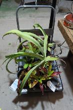 Lot 706