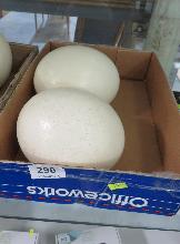 Lot 298